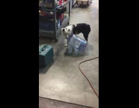 Black white dog enjoys dragging water cooler 