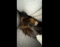 Cat hide under pile of pillows and blanket