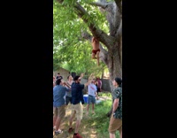 Guy fails to catch friend from tree
