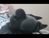 Woman kiss head of sleeping pigeon bird