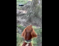 Squirrel climb on tree with bread slice