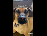 Collab BitchIG2 - Dog with big eyes after medicine