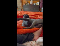 Dog bites his own butt