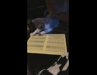 Grey kitten falls off table yellow paper