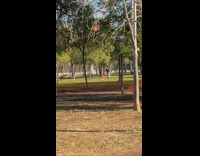 Girl twerks in dog park wearing red dress