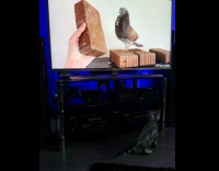 Pet kitten watches Daily Dose of Internet on the television