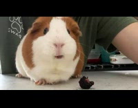 Pet Guinea pig chews and eats a blackberry fruit