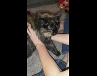 Cat make noises when eating some treats