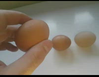 Three eggs with and without shell compared