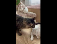 Tabby cat slap and hiss at white cat