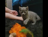 Fluffy Grey Kitten Plays with Cat Toy 