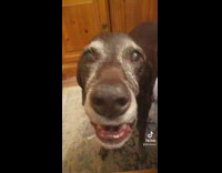 Collab Clips mpugc - Dog on side of table crying wants burrito