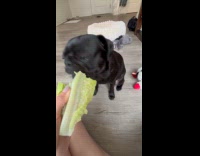 Black pug dog bite eat lettuce leaf