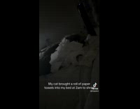 Cat shredding paper towel on bed