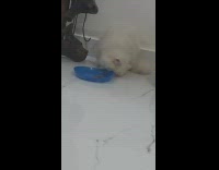 Cat scoops food onto floor before eating