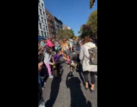 Collab WINY - Dogs and costumes Halloween dog parade street