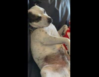 Dog takes a nap with back legs spread