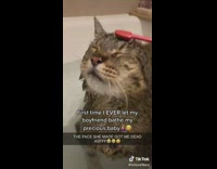 Collab BitchMP - Cat takes bath red toothbrush laugh