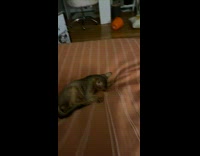 Lady Accidentally Launches Cat Out of Bed