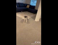 Husky dog running around house has the zoomies