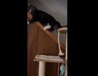 Cat Michael climb and slip on slope