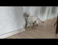 Cat with neck funnel bump on wall