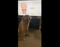 Collab Pets For All - Dog sits in front of TV
