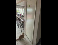 Orange cat jump high to get bracelet