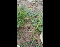 Little bug fortify its hole entrance on the ground