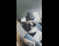 pug in car waiting in traffic making weird noises 