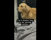 Golden retriever sniffs at end of owners bed late