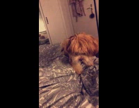 Small brown dog trying to dig hole on bed sheet blanket