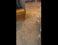 Dog tears up stairs after woman leaves