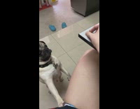 Girl pranks pug dog with fake treats 