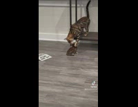 Compilation of small cat becoming friends with big cat 