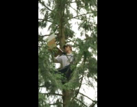 Man paints and sits on top of a tree in the forest Part 3