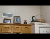Pet cat lie down on top of the cabinet