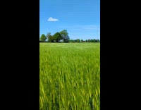 Tall grass in a calm state with a wind movement at the field
