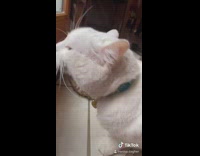 White cat meows at grey cat behind glass door 