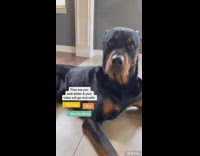 Girl uses filter on black brown dog 