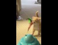 Kitten snarled at feather toy 