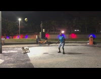 Dog play pass the ball with owner