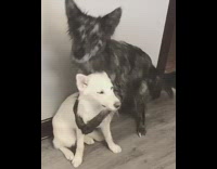Black dog hugs white dog next to him