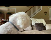 Lady Wails and so Did Pet Dog