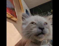 Pet kitten with bell collar long meow 