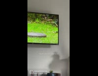 Kitten orange shirt watch birds on tv