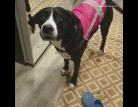 Black and white dog whines pink vest 