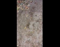 Woman hold and drop egg with soft shell