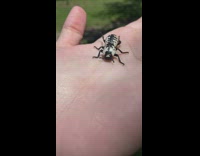 Girl holds black and white beetle 