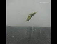 Time lapse black butterfly comes out cocoon 